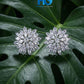 Crystal Snowflake Studs Golden & Silver